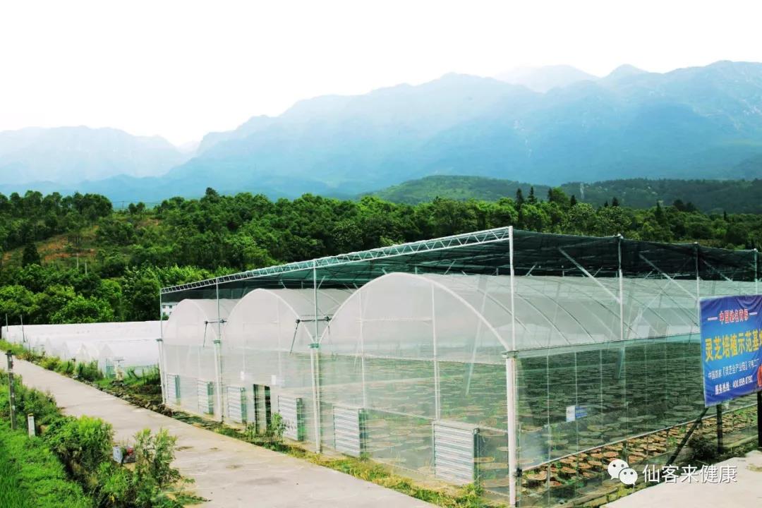 中國靈芝十大品牌|仙客來靈芝|仙客來靈芝破壁孢子粉|仙客來孢子油|仙客來靈芝飲片|仙客來破壁孢子粉|仙客來靈芝中藥飲片|馳名商標(biāo)|uglowindustry.com|