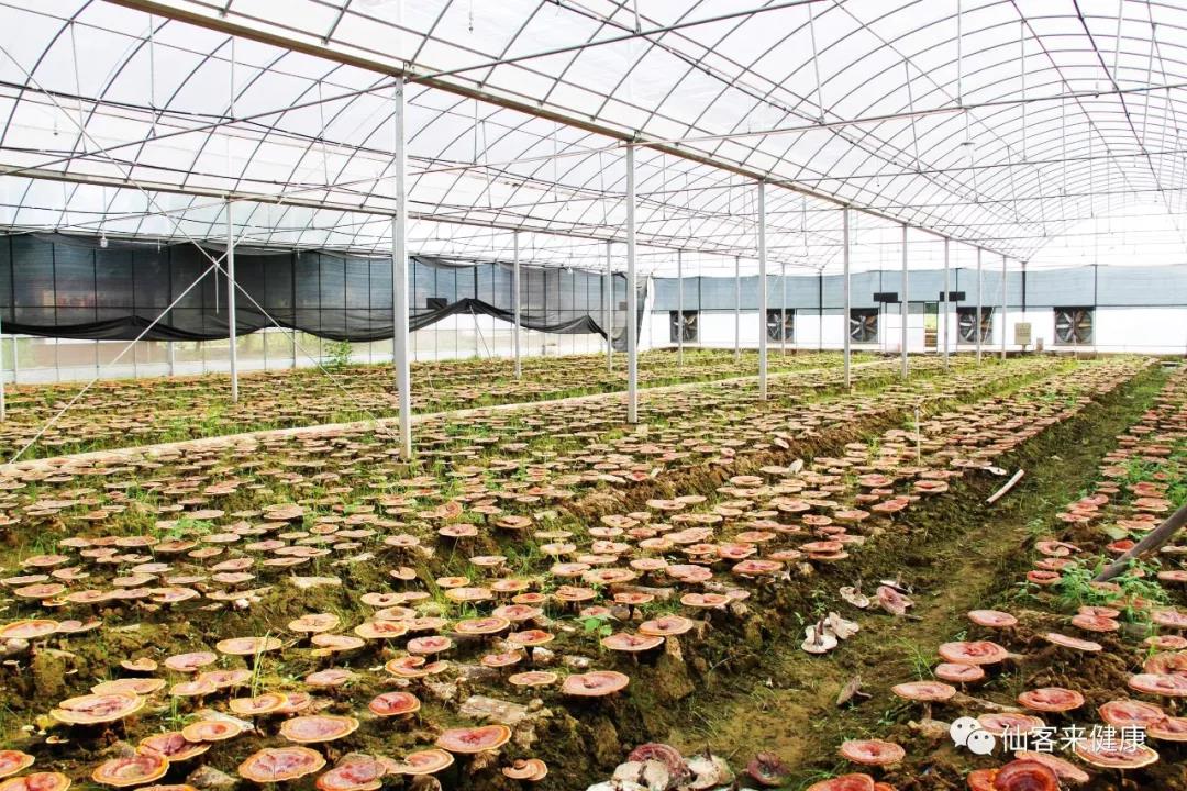 中國靈芝十大品牌|仙客來靈芝|仙客來靈芝破壁孢子粉|仙客來孢子油|仙客來靈芝飲片|仙客來破壁孢子粉|仙客來靈芝中藥飲片|馳名商標(biāo)|uglowindustry.com|