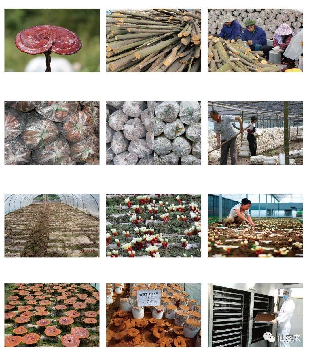 中國(guó)靈芝十大品牌|仙客來(lái)靈芝|仙客來(lái)靈芝破壁孢子粉|仙客來(lái)孢子油|仙客來(lái)靈芝飲片|仙客來(lái)破壁孢子粉|仙客來(lái)靈芝中藥飲片|馳名商標(biāo)|uglowindustry.com|