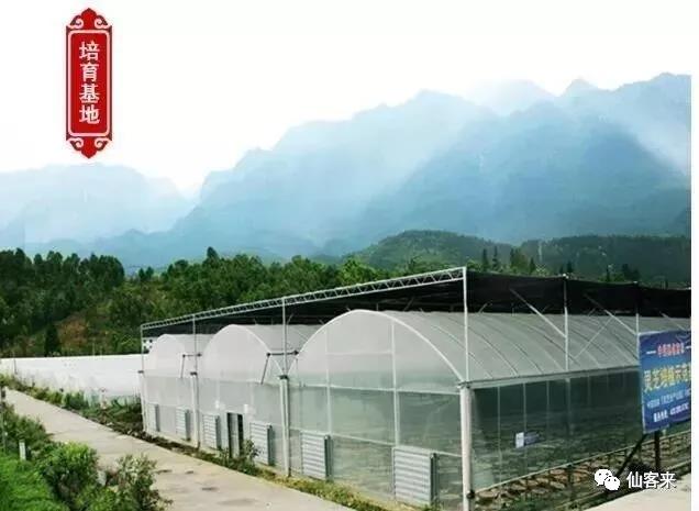 中國靈芝十大品牌|仙客來靈芝|仙客來靈芝破壁孢子粉|仙客來孢子油|仙客來靈芝飲片|仙客來破壁孢子粉|仙客來靈芝中藥飲片|馳名商標(biāo)|uglowindustry.com|