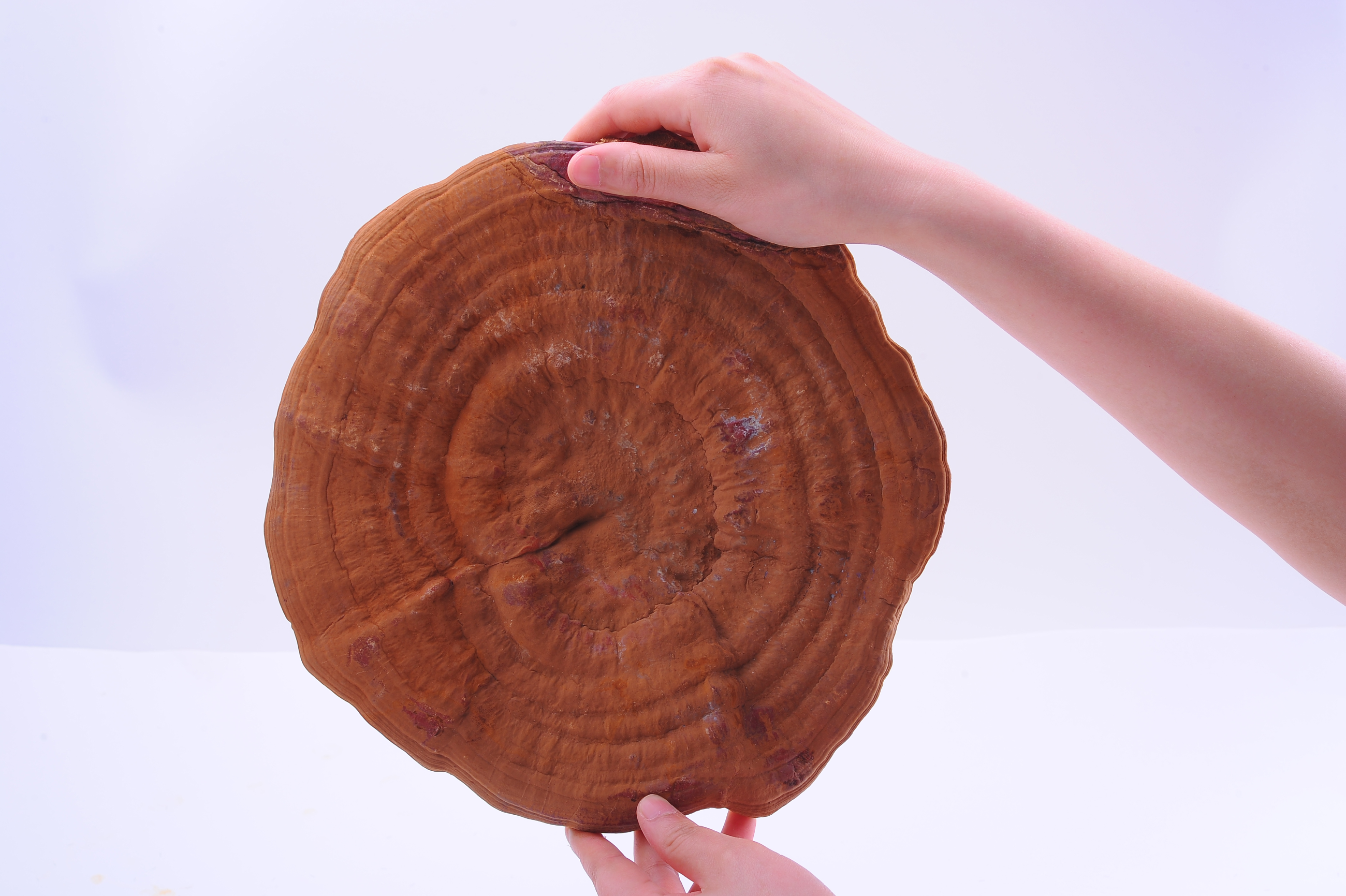 杭州亞運(yùn)會(huì)官方靈芝產(chǎn)品供應(yīng)商|杭州亞運(yùn)會(huì)官方供應(yīng)商|中國靈芝十大品牌|仙客來靈芝|仙客來靈芝破壁孢子粉|仙客來孢子油|仙客來靈芝飲片|仙客來破壁孢子粉|靈芝孢子油|孢子粉|靈芝破壁孢子粉|靈芝|中華老字號(hào) 杭州亞運(yùn)會(huì)官方靈芝產(chǎn)品供應(yīng)商|杭州亞運(yùn)會(huì)官方供應(yīng)商|中國靈芝十大品牌|仙客來靈芝|仙客來靈芝破壁孢子粉|仙客來孢子油|仙客來靈芝飲片|仙客來破壁孢子粉|靈芝孢子油|孢子粉|靈芝破壁孢子粉|靈芝|中華老字號(hào)