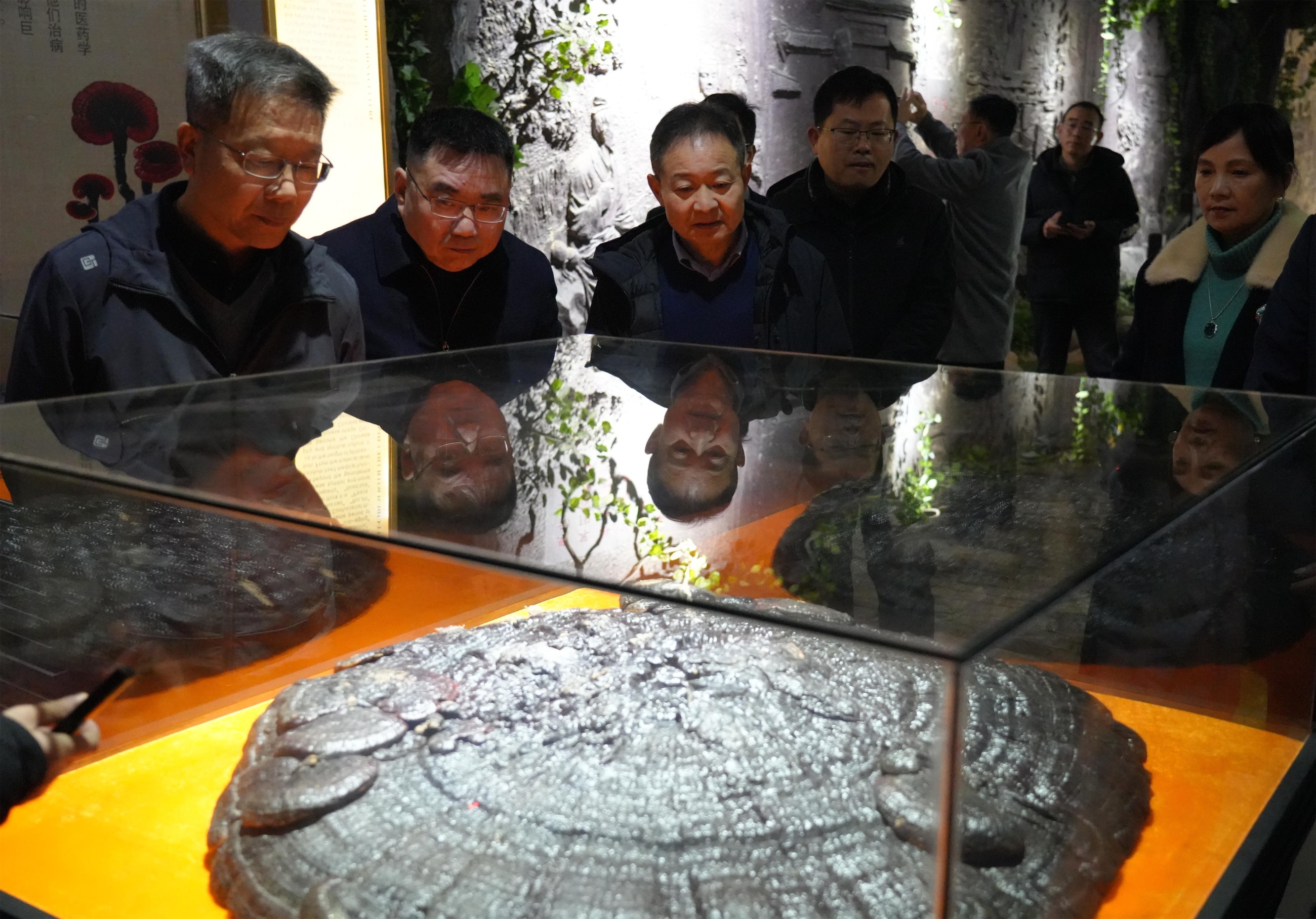 杭州亞運會官方靈芝產(chǎn)品供應(yīng)商|杭州亞運會官方供應(yīng)商|中國靈芝十大品牌|仙客來靈芝|仙客來靈芝破壁孢子粉|仙客來孢子油|仙客來靈芝飲片|仙客來破壁孢子粉|靈芝孢子油|孢子粉|靈芝破壁孢子粉|靈芝|中華老字號 杭州亞運會官方靈芝產(chǎn)品供應(yīng)商|杭州亞運會官方供應(yīng)商|中國靈芝十大品牌|仙客來靈芝|仙客來靈芝破壁孢子粉|仙客來孢子油|仙客來靈芝飲片|仙客來破壁孢子粉|靈芝孢子油|孢子粉|靈芝破壁孢子粉|靈芝|中華老字號