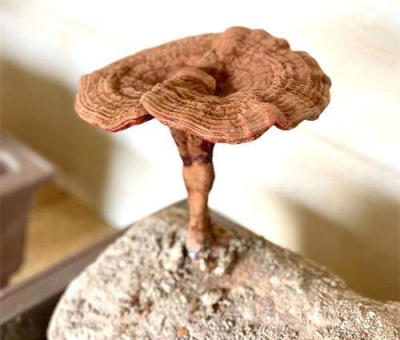 靈芝送福  保安康