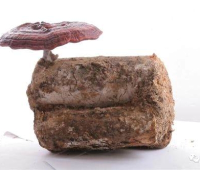 小滿時(shí)節(jié)脾胃失調(diào)，如何養(yǎng)生才健康？