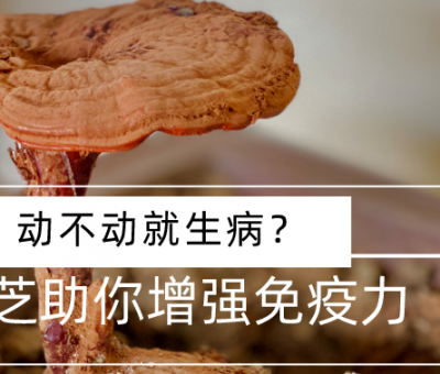 靈芝，預(yù)防您夏季上“火”